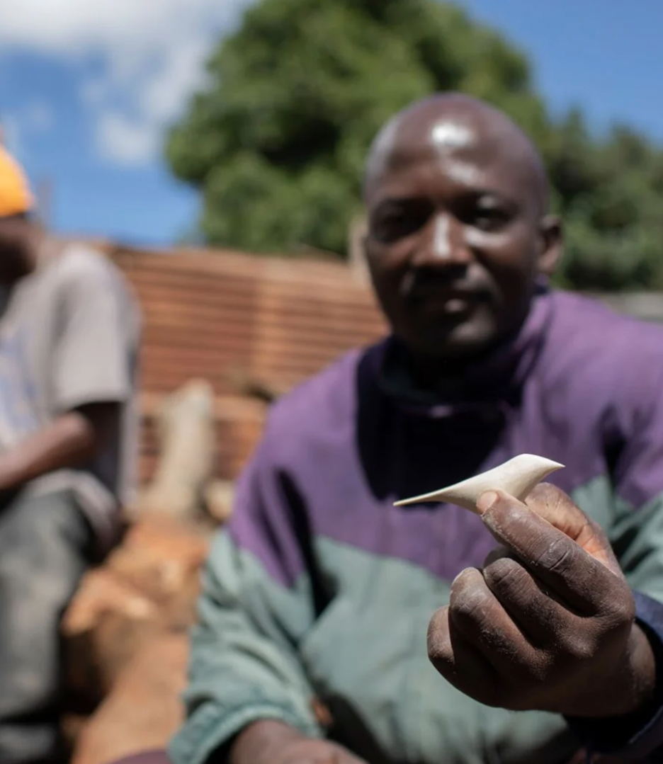 Holiday Collection African Animals Trio